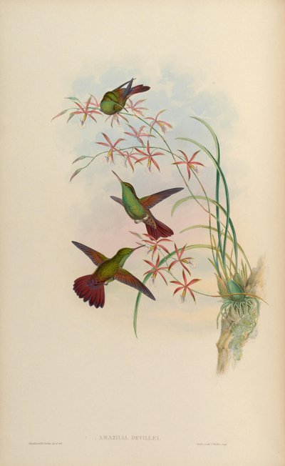 Amazilia beryllina devillei by John Gould